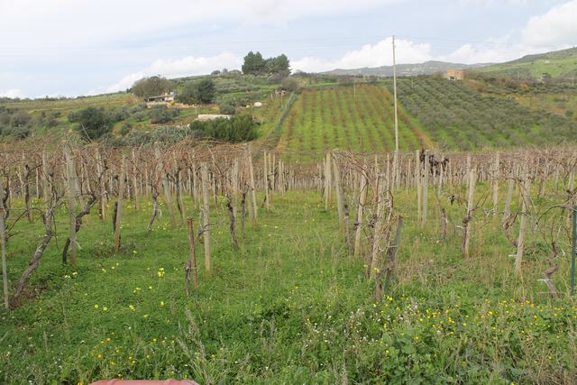 Ruined House and land in Sicily – Barbiera Cda Castellaccio