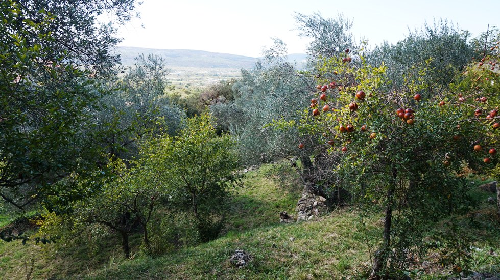 Urbanized land in the village of Kavac