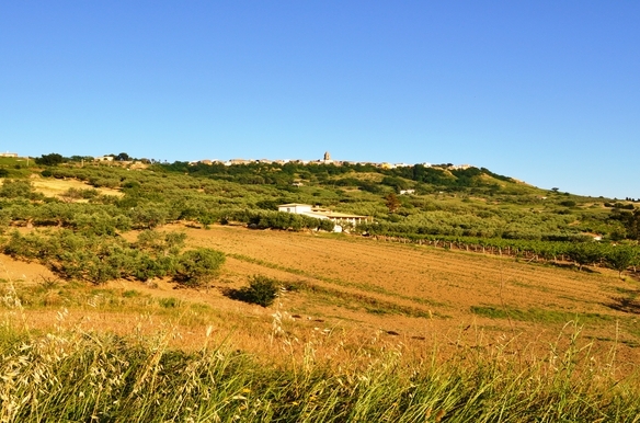 Luxury country house with pool and olive groves.