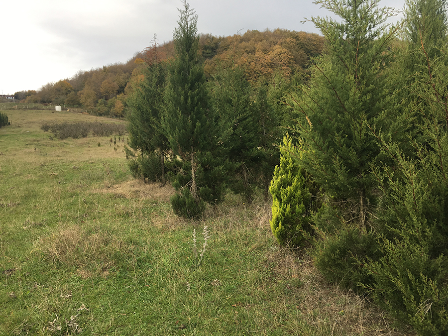 Farm land with House in Yalova/Turkey